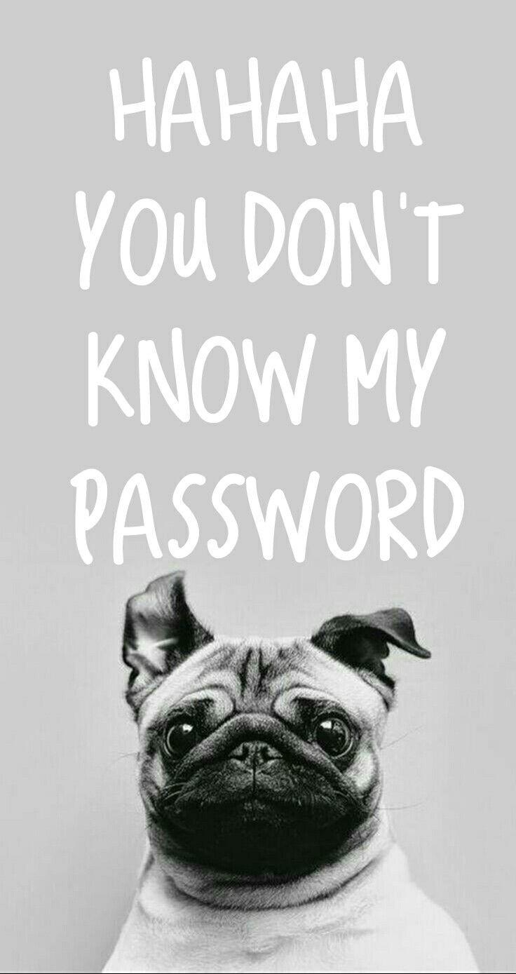 740x1390 you don t know my password wallpaper, pug, dog, canidae, dog breed, snout, companion dog, carnivore, font, toy dog, fawn, Phone