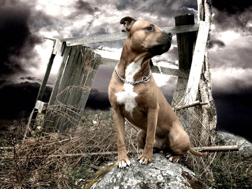 1030x770 American Staffordshire Terrier Wallpaper Free American, Desktop