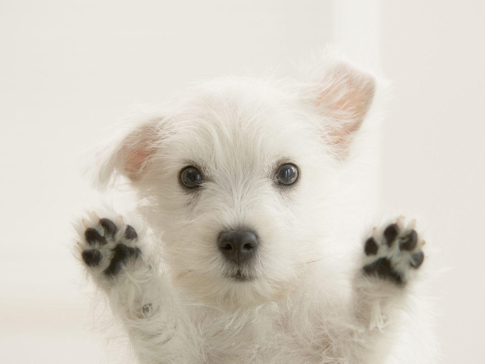 1600x1200 Cute Westie Puppy, Desktop