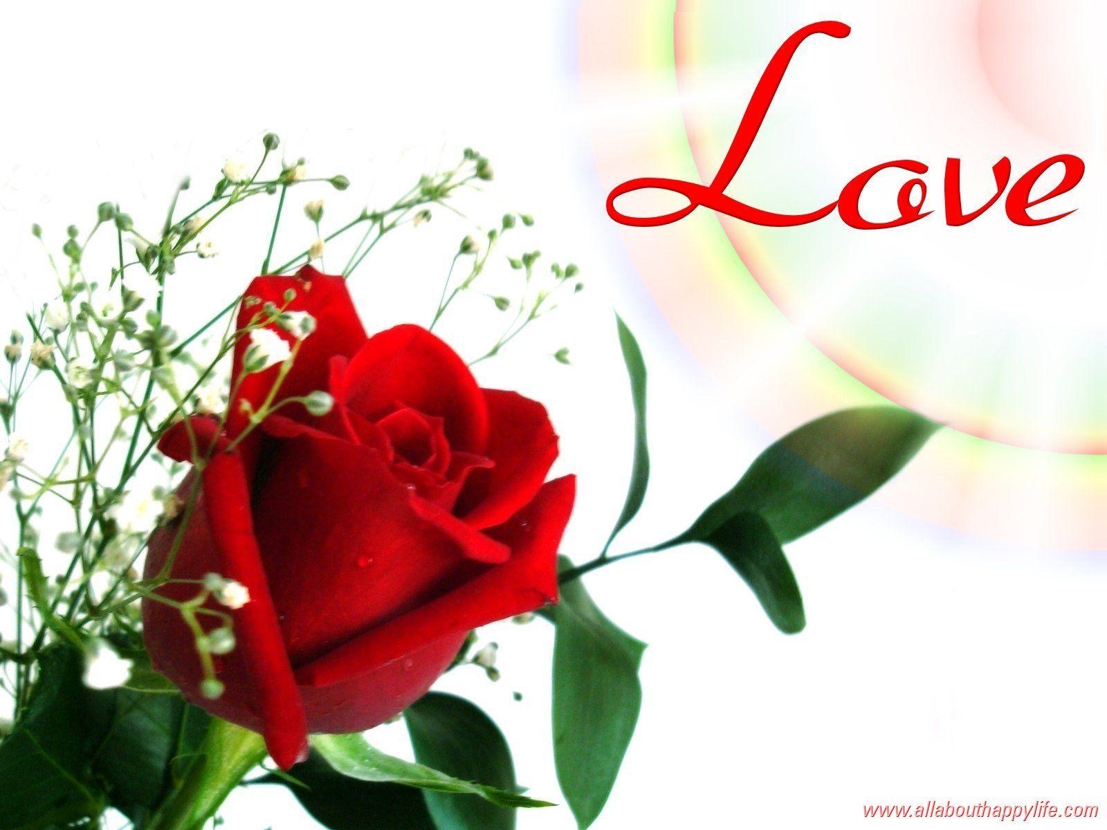 1600x1200 Red Rose Love Wallpaper Download, Desktop