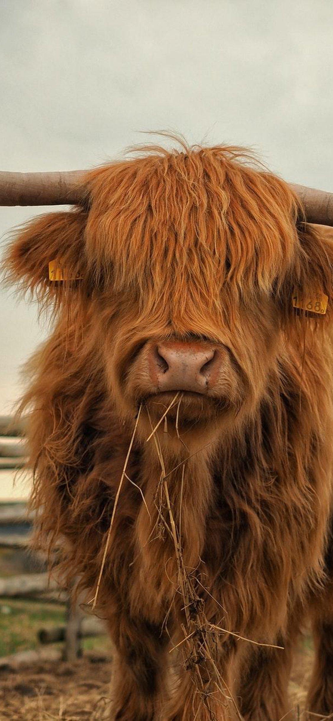 1130x2440 Download Cattle, Highland, Farm, Fauna, Grass For iPhone, Phone