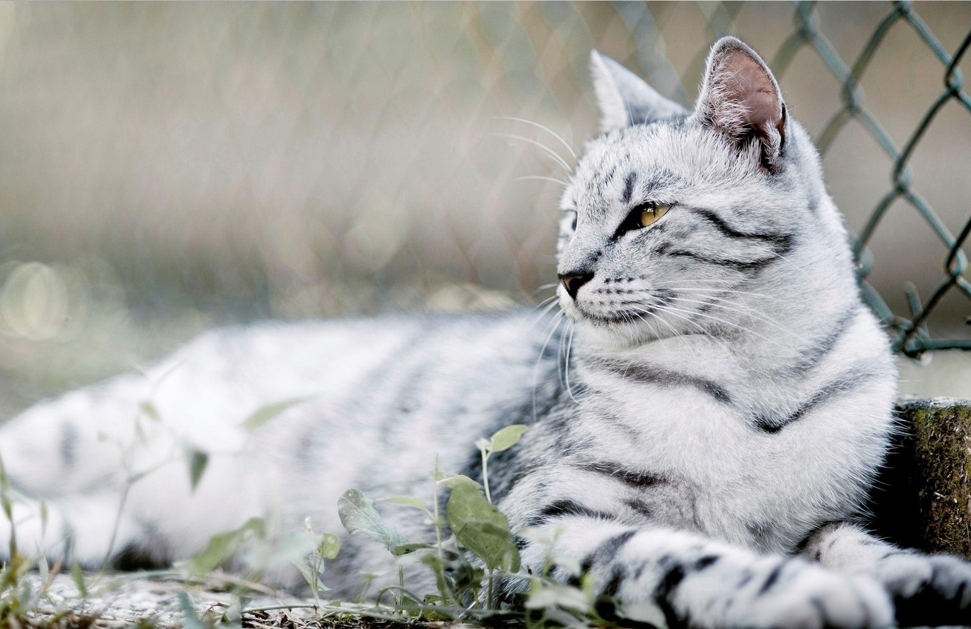 1940x1260 White Bengal Tiger Photo Wallpaper, Desktop