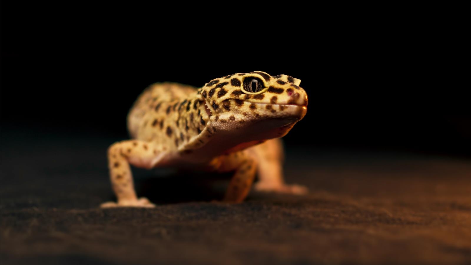 1600x900 Gecko Wallpaper. Gecko Lizard, Desktop