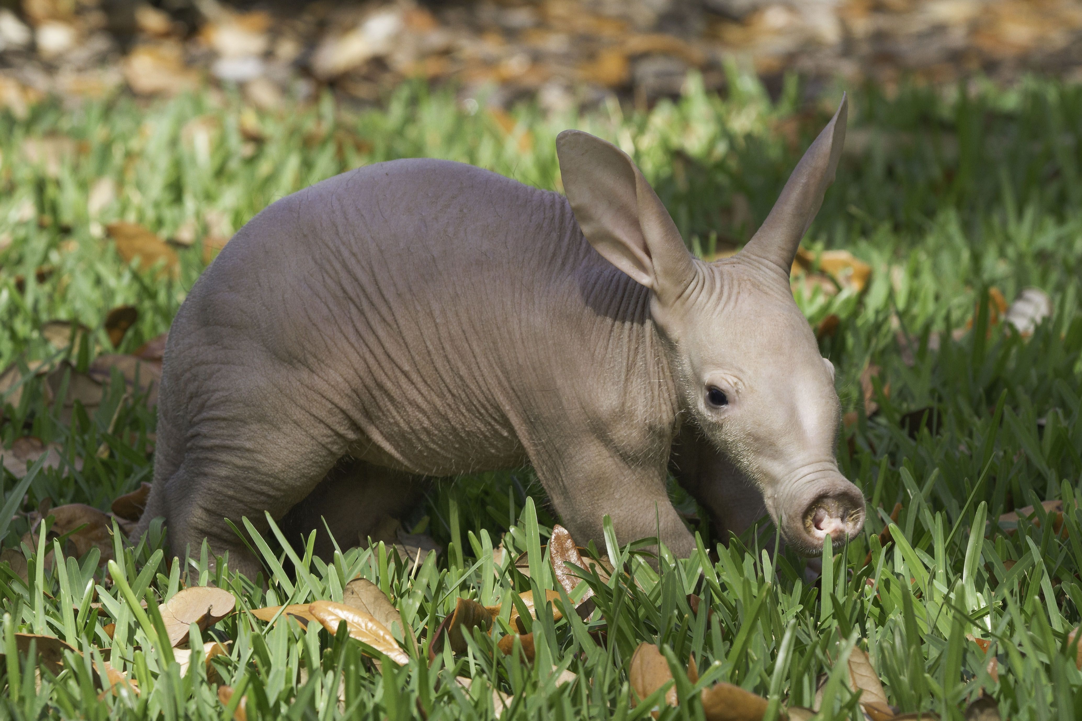 4140x2760 Aardvark Wallpaper Animal Spot, Desktop