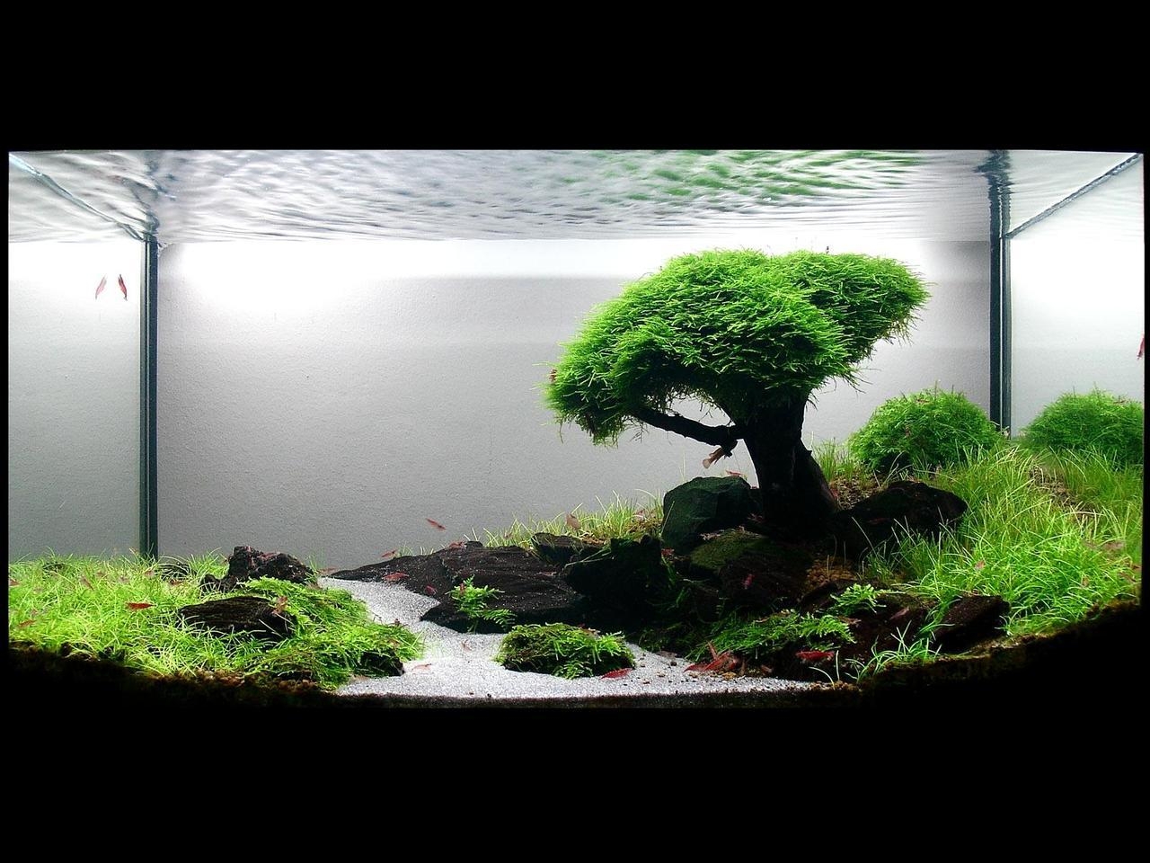 1280x960 multi display wallpaper aquascape 6. Dual Monitor Wallpaper, Desktop