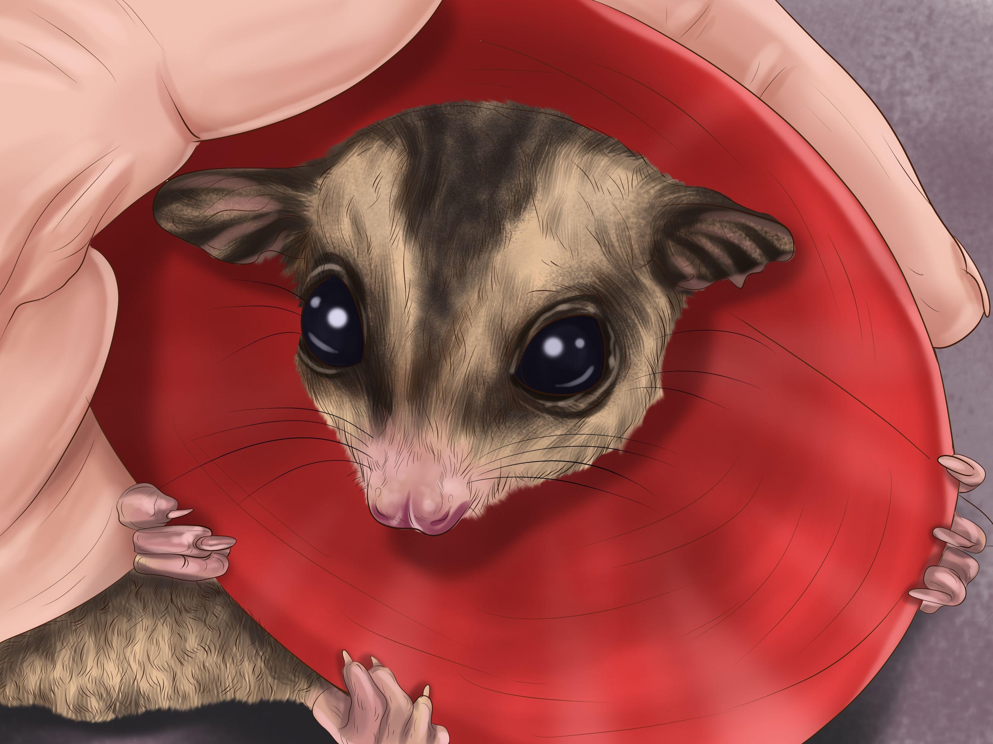 3200x2400 How to Pick a Healthy Sugar Glider: 11 Steps (with Picture), Desktop