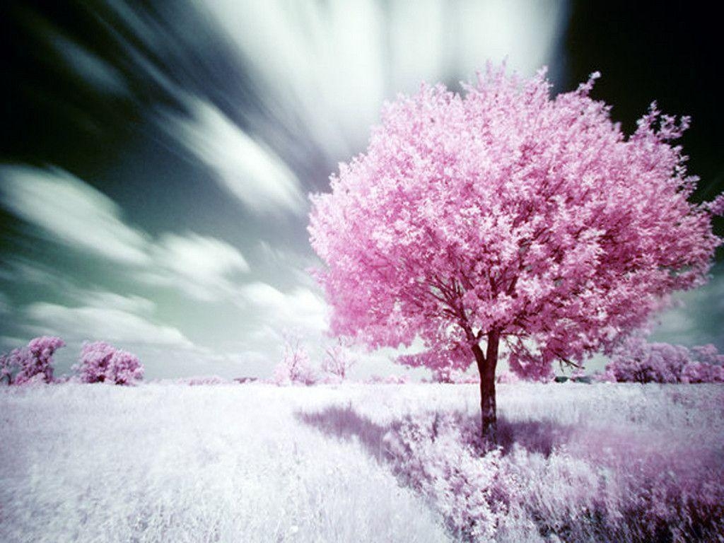 1030x770 Pink Nature Wallpaper, Desktop