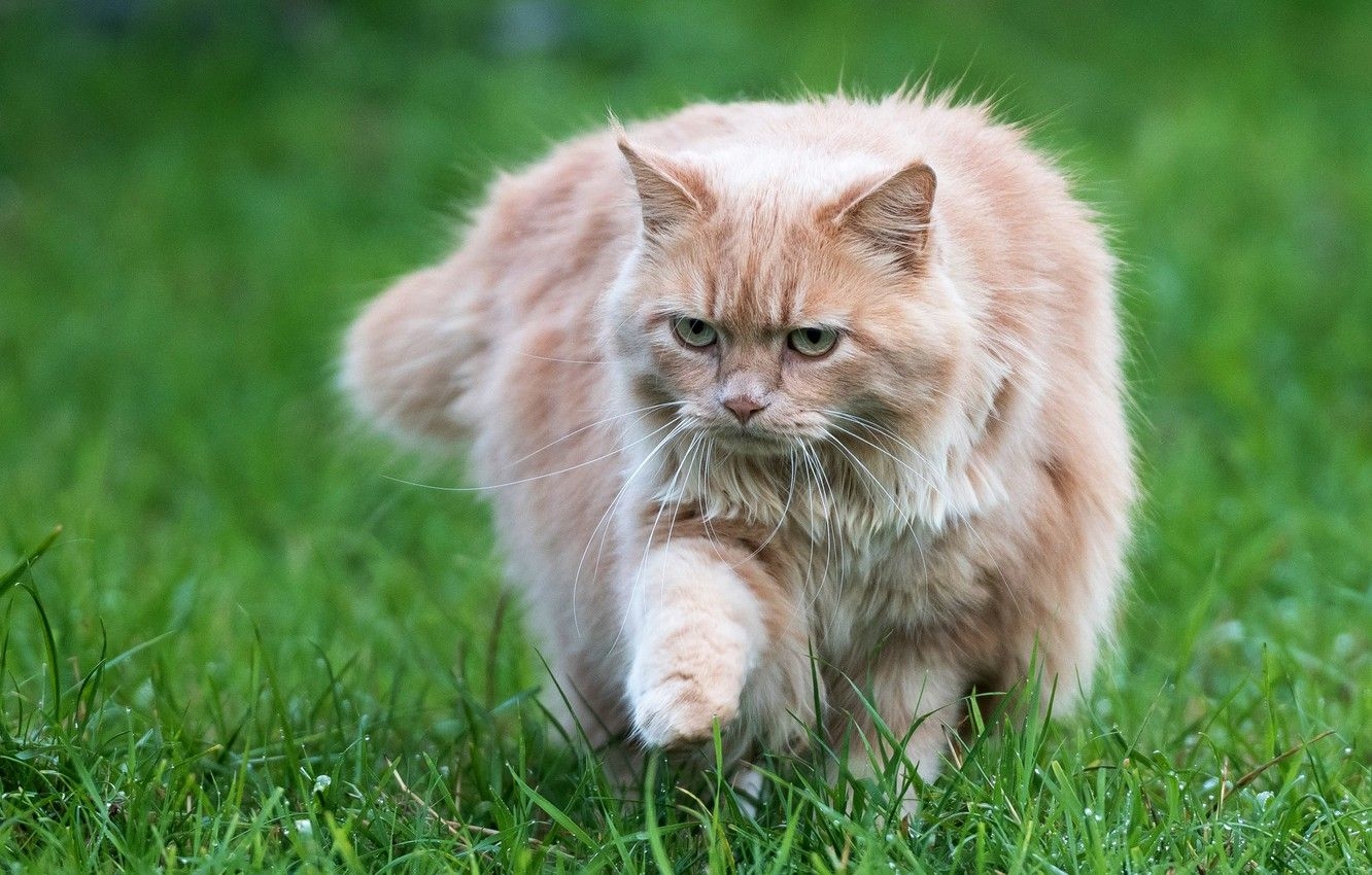 1340x850 Wallpaper cat, summer, grass, cat, look, pose, paw, fluffy, red, Desktop