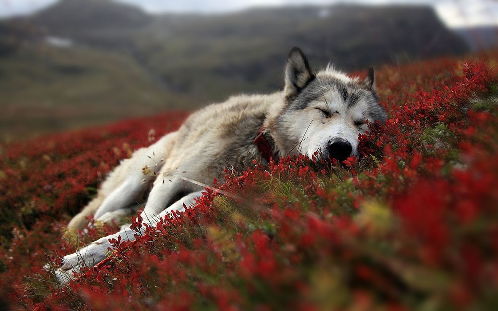 1680x1050 Cute Wolf Wallpaper For Computer, Desktop