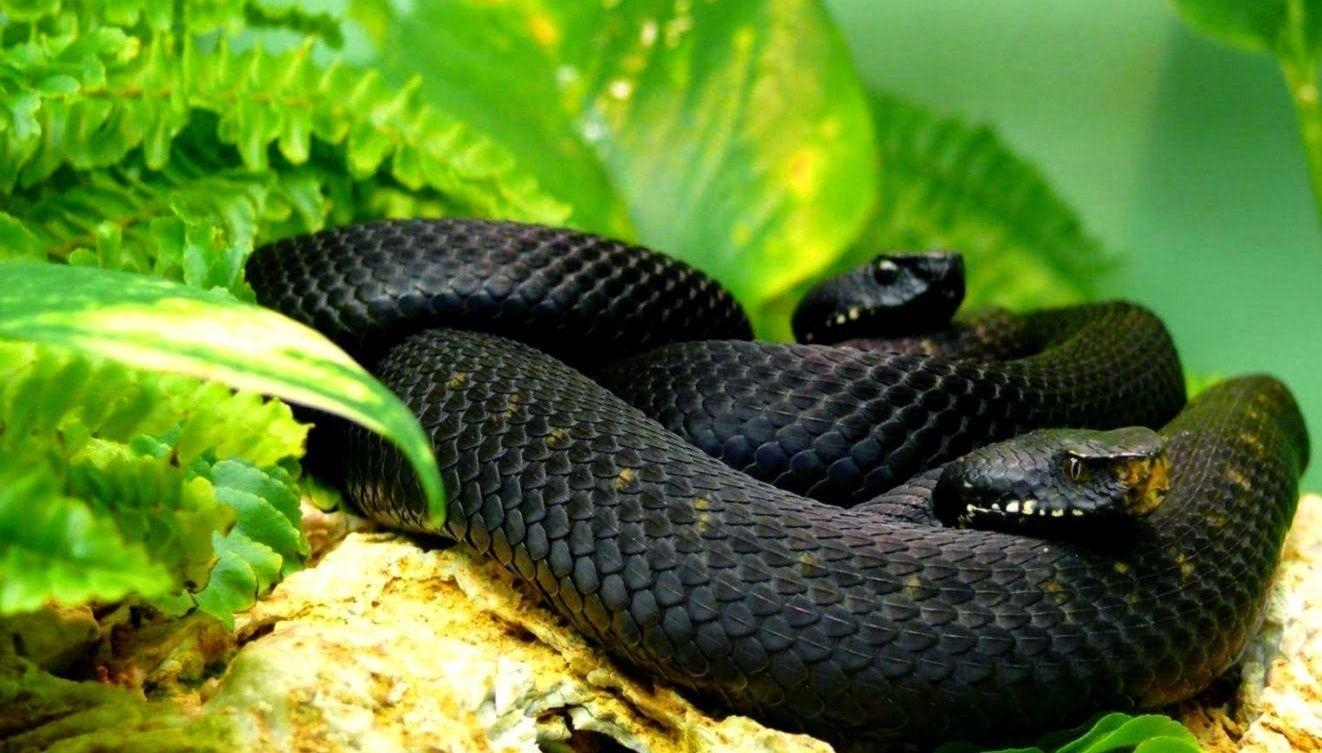 1330x760 Black Mamba Snake Wallpaper, Desktop