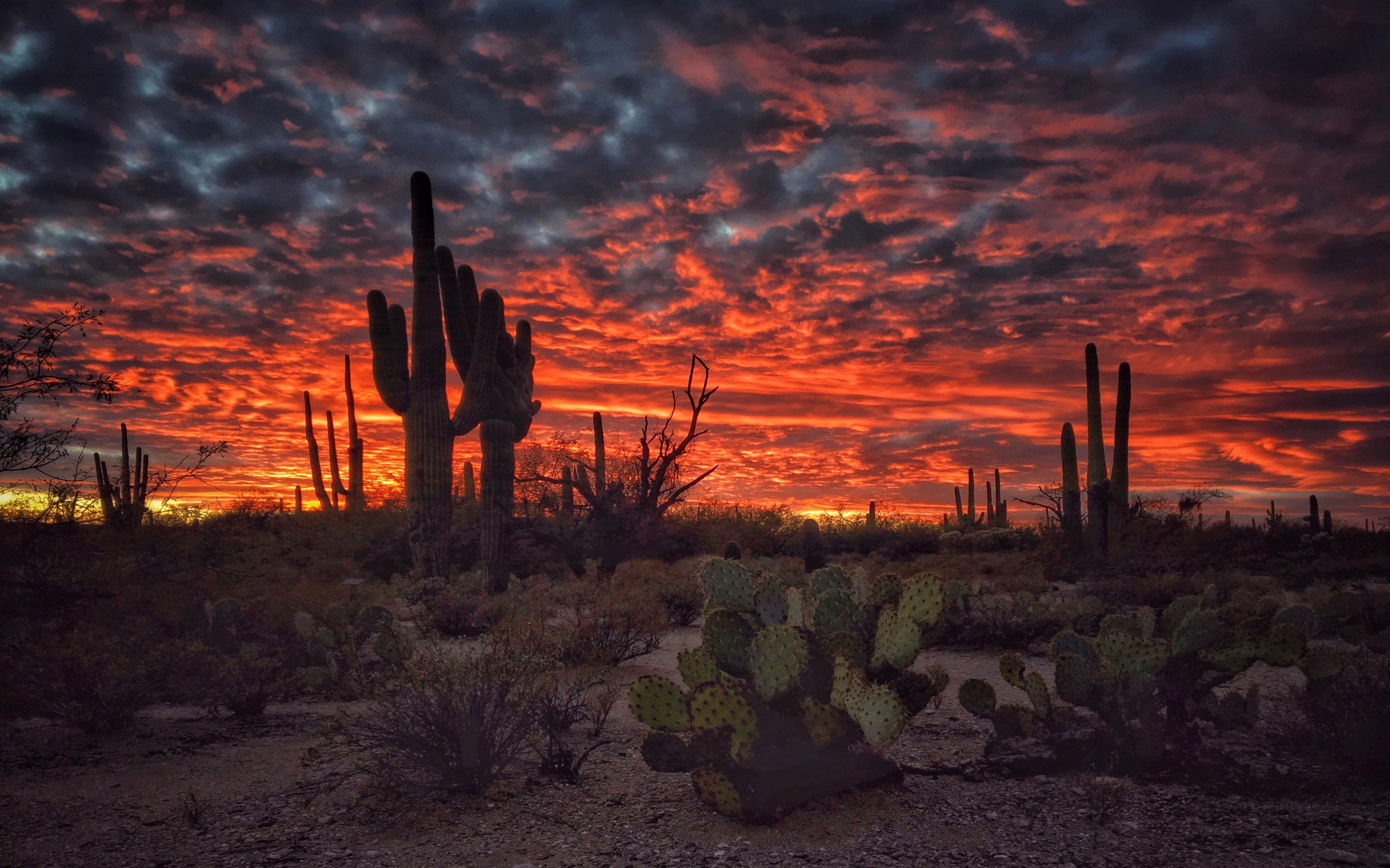 3840x2400 Tucson Arizona Sunset Flaming Sky Desert Landscape With Cactus, Desktop