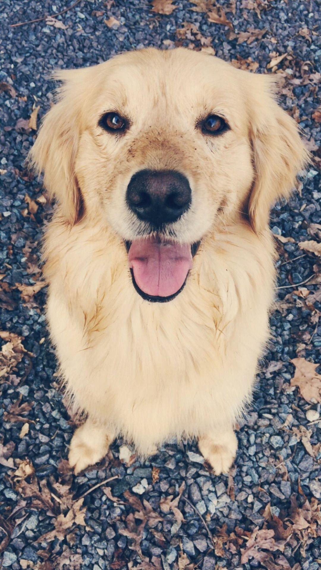 1080x1920 Golden Retriever Are They The Perfect Pets. Dog Love, Phone