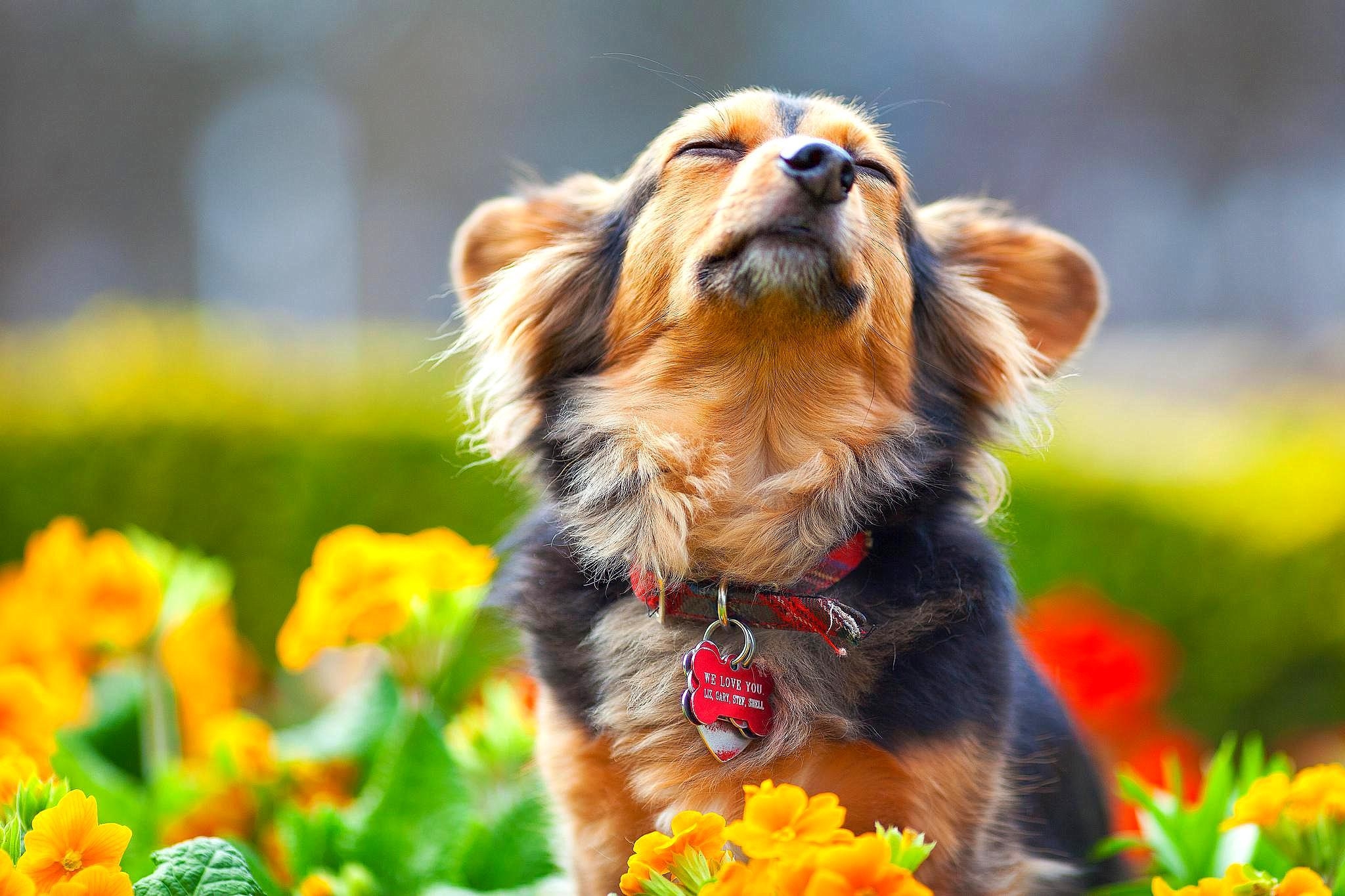 2050x1370 Spring Dog Wallpaper Free Spring Dog Background, Desktop