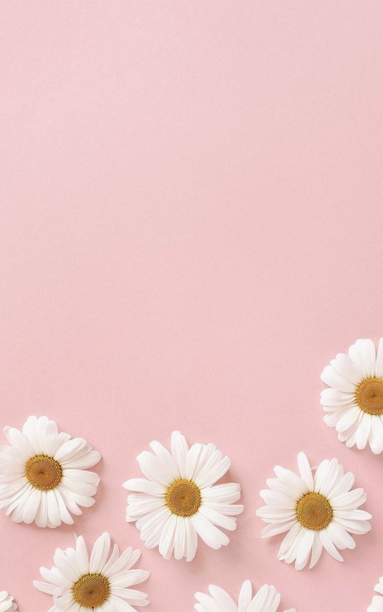 750x1200 daisies minimalistic pastel pink aesthetic tumblr background, Phone