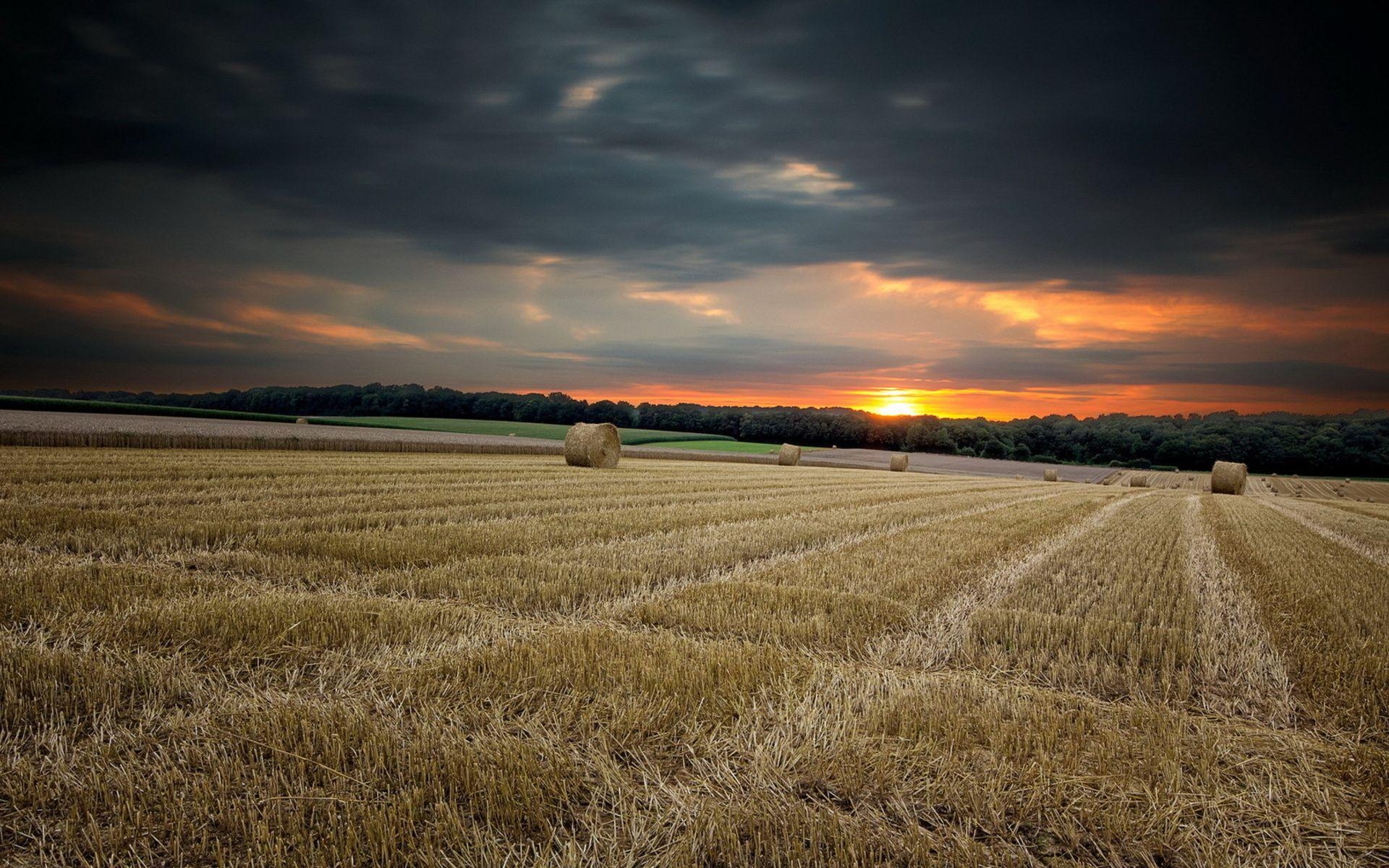 1920x1200 Nature landscapes fields crops farm hay bales wheat rustic trees, Desktop