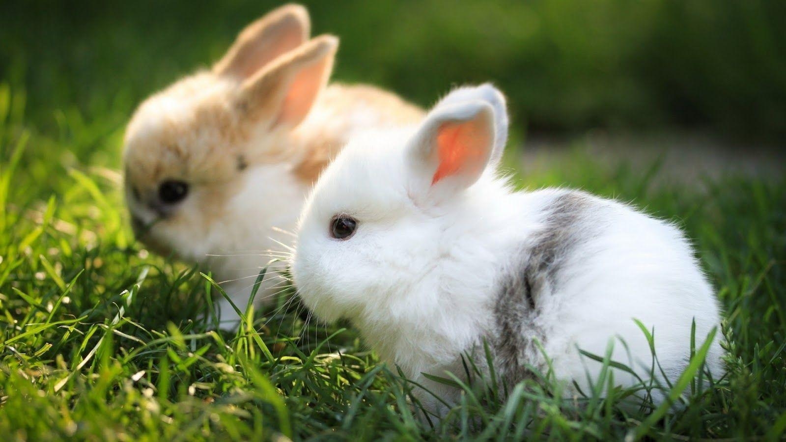 1600x900 Wallpaper For > Cute Rabbit Wallpaper For Desktop, Desktop