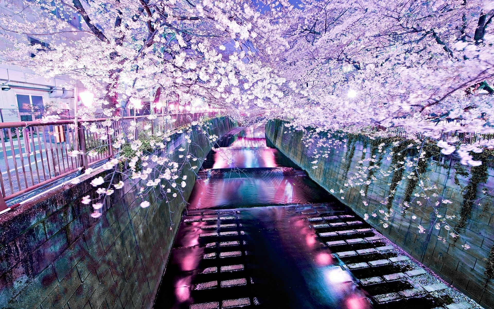 1920x1200 river cherry blossom wallpaper and background, Desktop