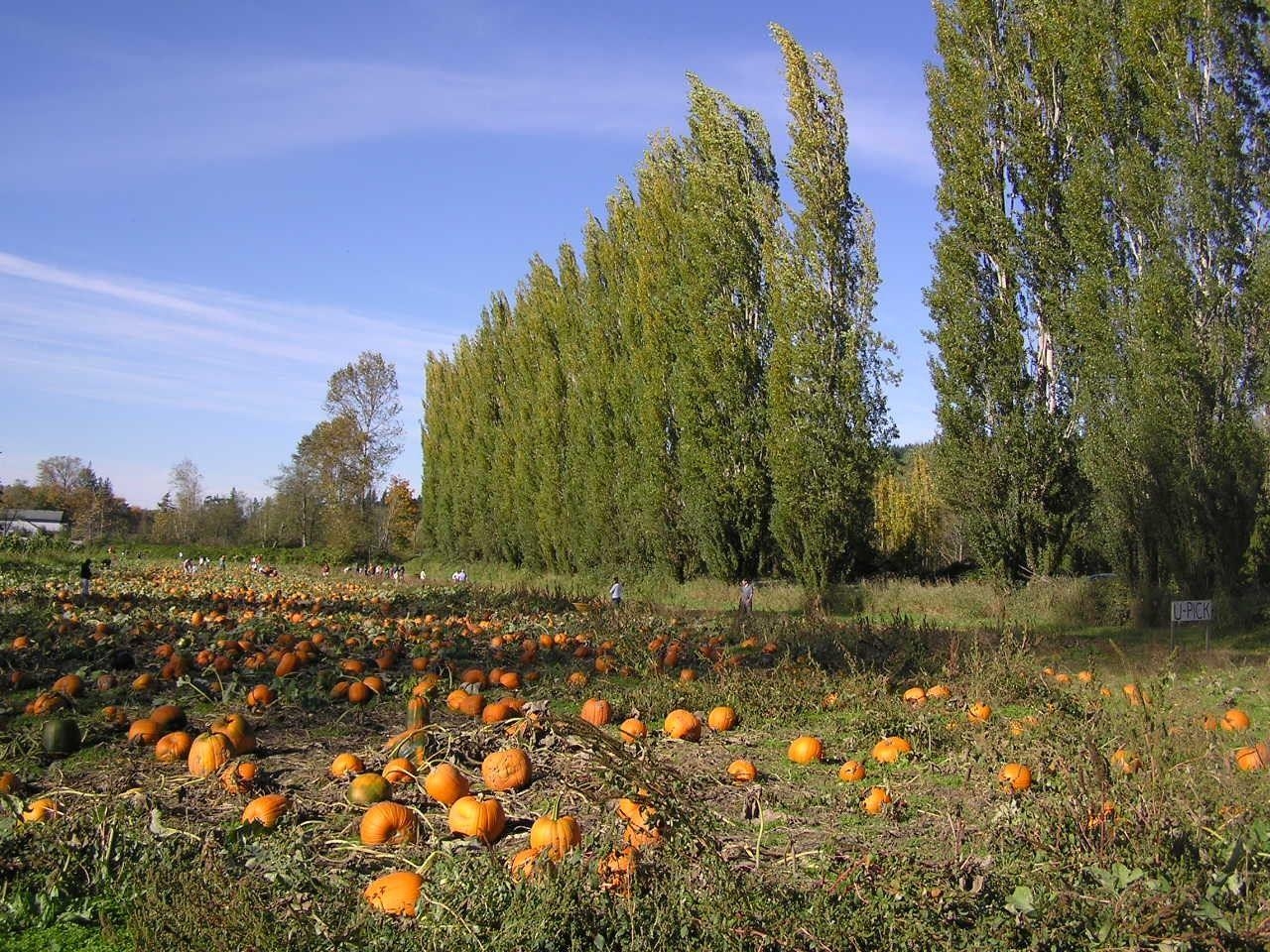 1280x960 Wallpaper Tagged With Patch: Pumpkin Ready Squash Orange Pickin, Desktop