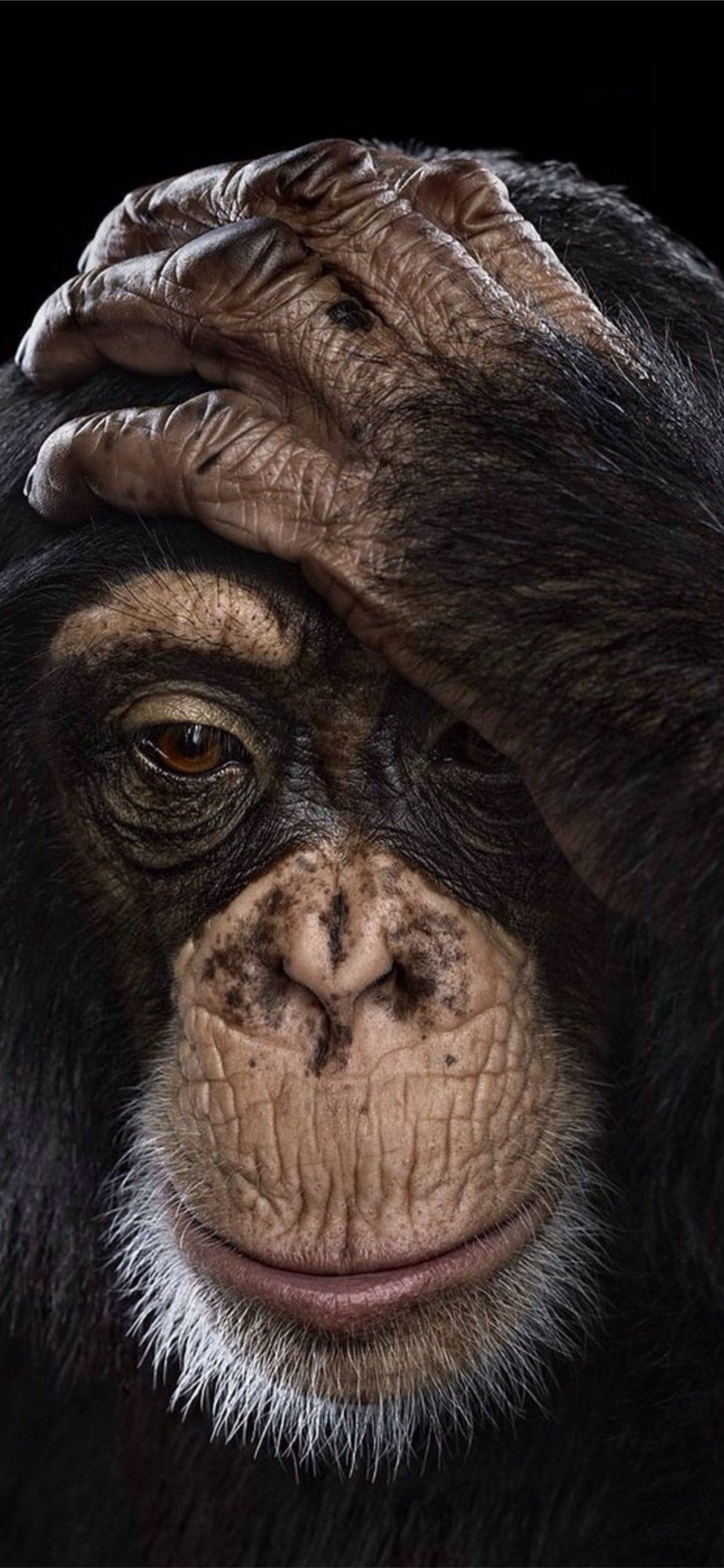 1290x2780 chimpanzee iPhone Wallpaper. Amazing animal picture, Animals beautiful, Monkey picture, Phone