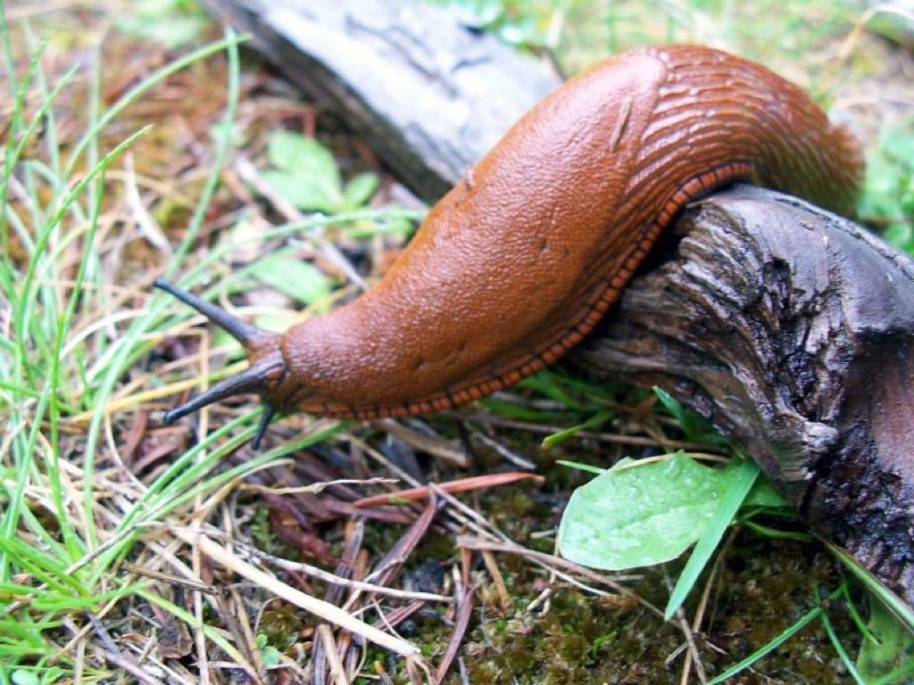 1030x770 Cute Slugs Wallpaper Image Apps on Google Play, Desktop