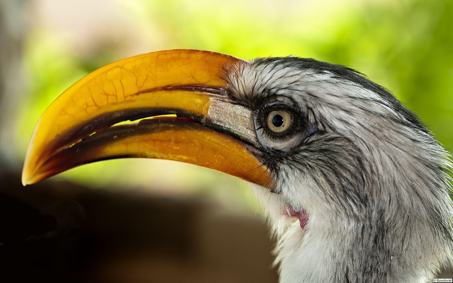 1920x1200 Southern Yellow Billed Hornbill Wallpaper 1920×1200, Desktop