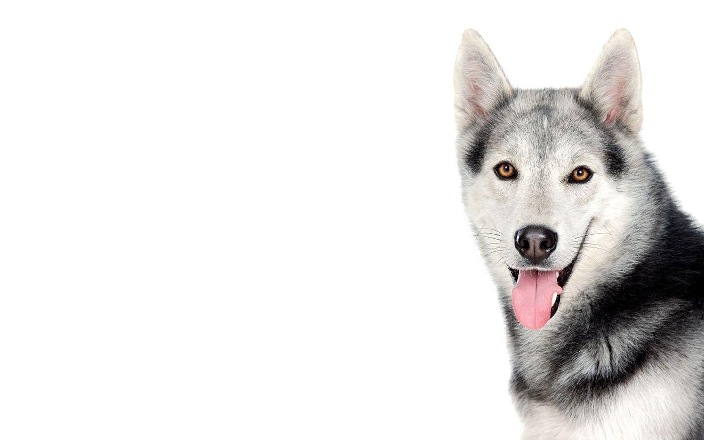 1440x900 Download Siberian Husky Wallpaper 20782 1920x1200 px High, Desktop