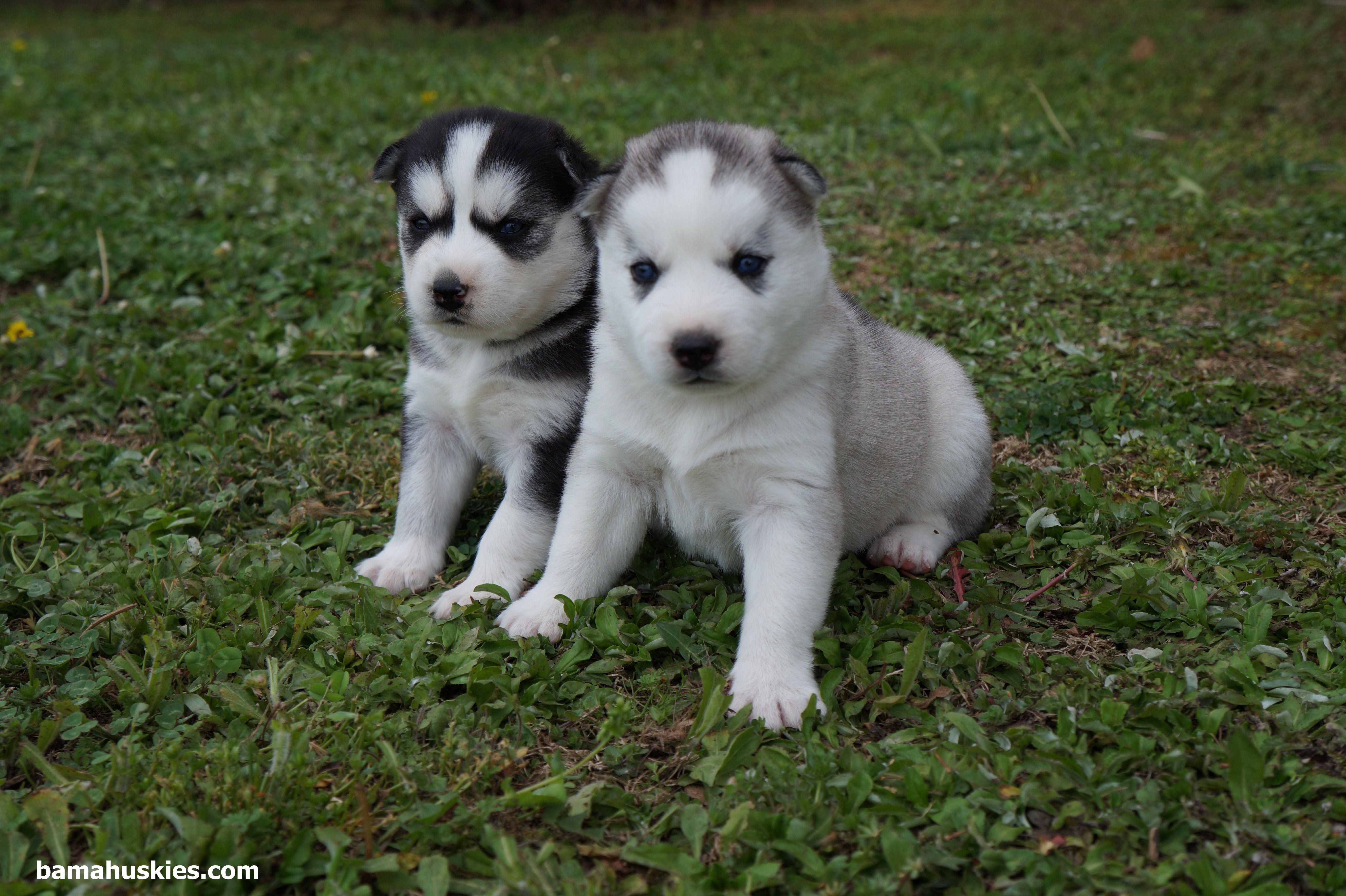 5460x3640 Baby Husky Puppies, Desktop