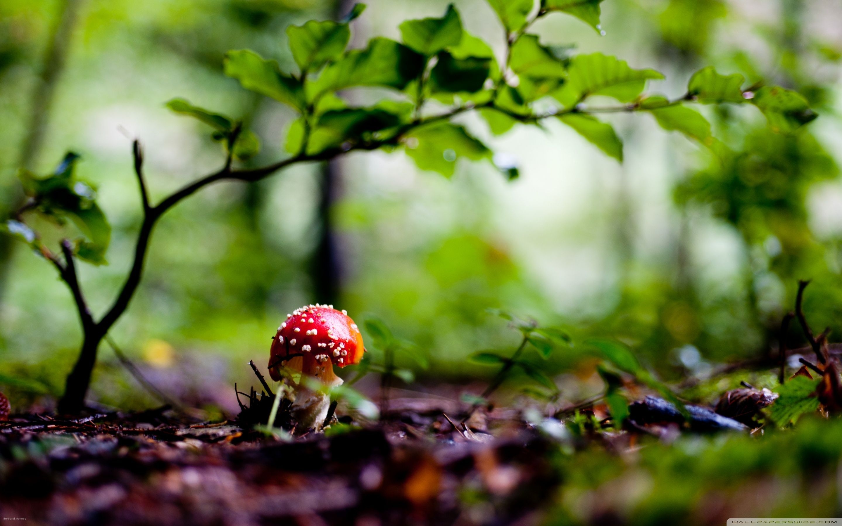 2880x1800 Mushroom Background. Mario Mushroom Wallpaper, Magic Mushroom Wallpaper and Trippy Mushroom Wallpaper, Desktop