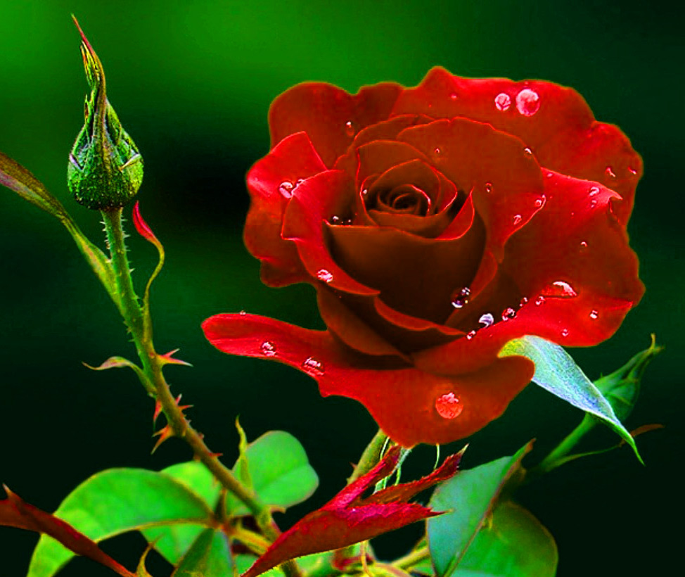 980x820 Red Rose Image Wallpaper Pics for Girlfriend / Wife, Desktop