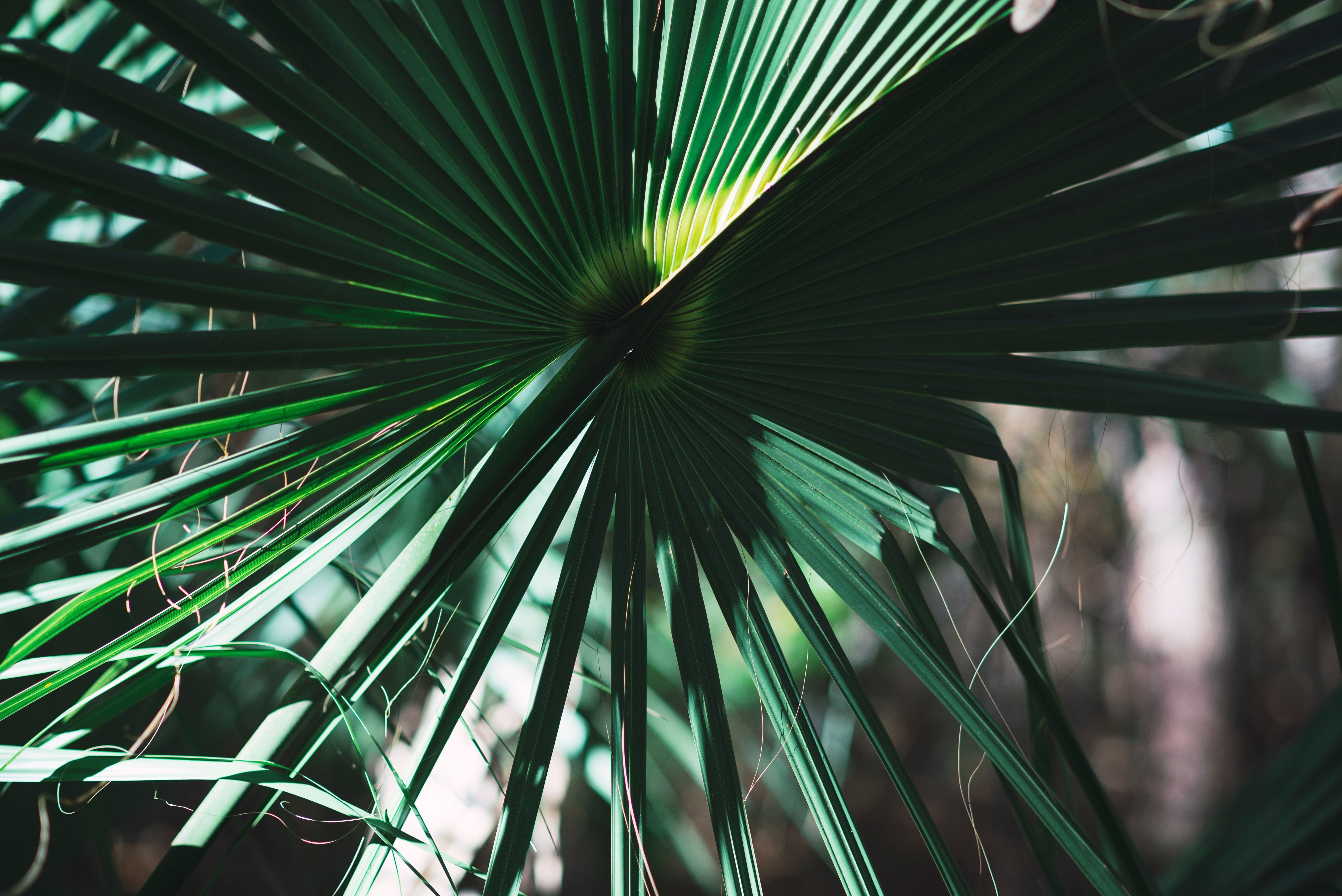 6020x4020 Green palm leaf, Leaves, Plant, Green HD wallpaper, Desktop