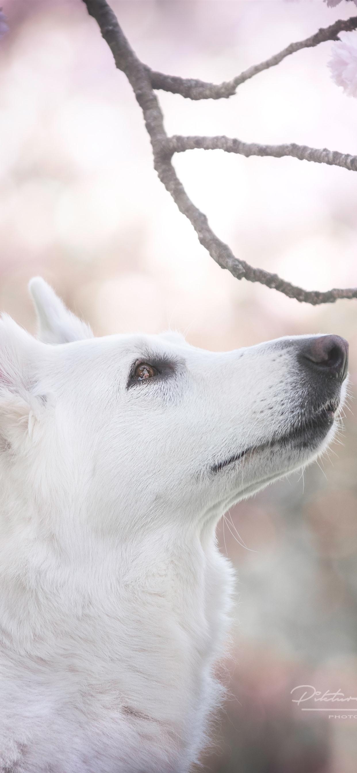 1250x2690 Wallpaper White dog, head, pink sakura bloom 5120x2880 UHD 5K, Phone