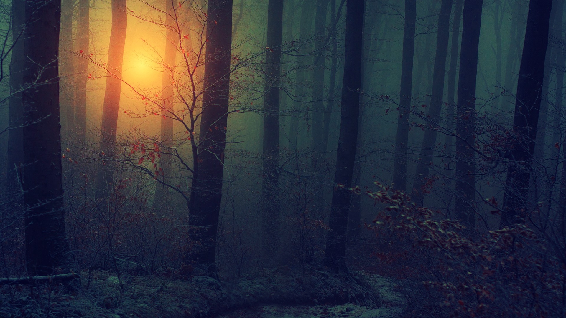 1920x1080 Wallpaper,  px, autumn, bark, dark, fall, floor, fog, forests, haze, landscapes, leaves, mist, mood, nature, seasons, spooky, Sun, sunlight, sunrise, sunset, trees, wood, Desktop