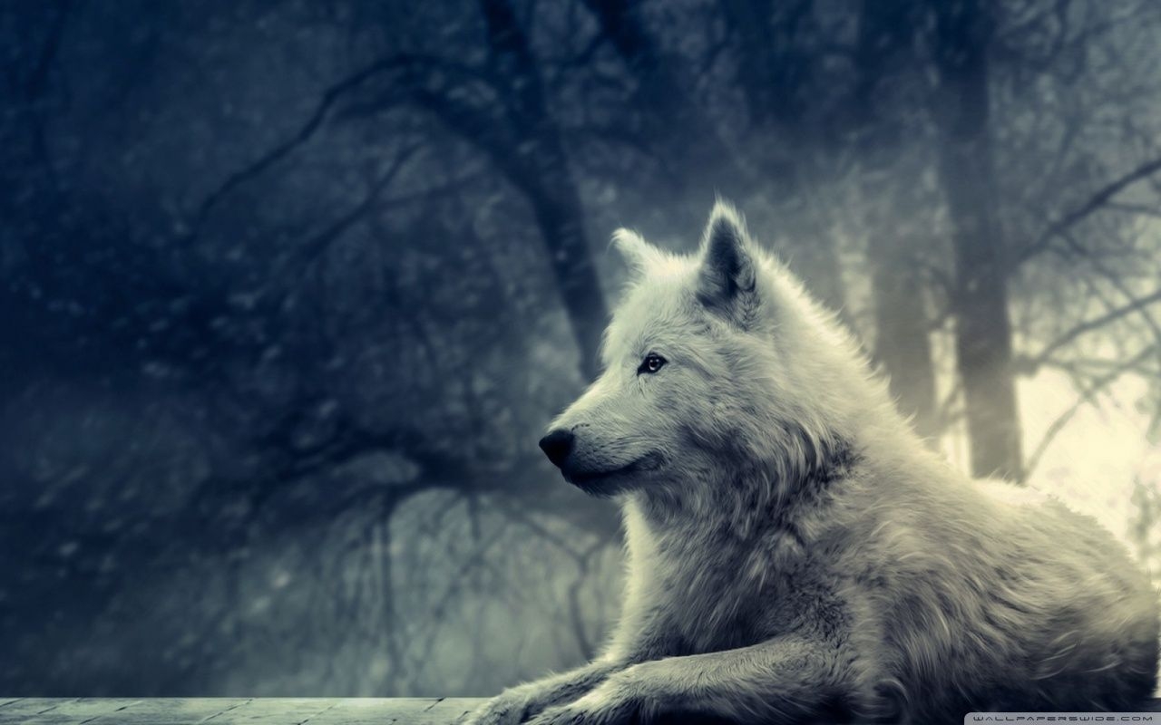 1280x800 Cute Wolf Wallpaper Free Cute Wolf Background, Desktop