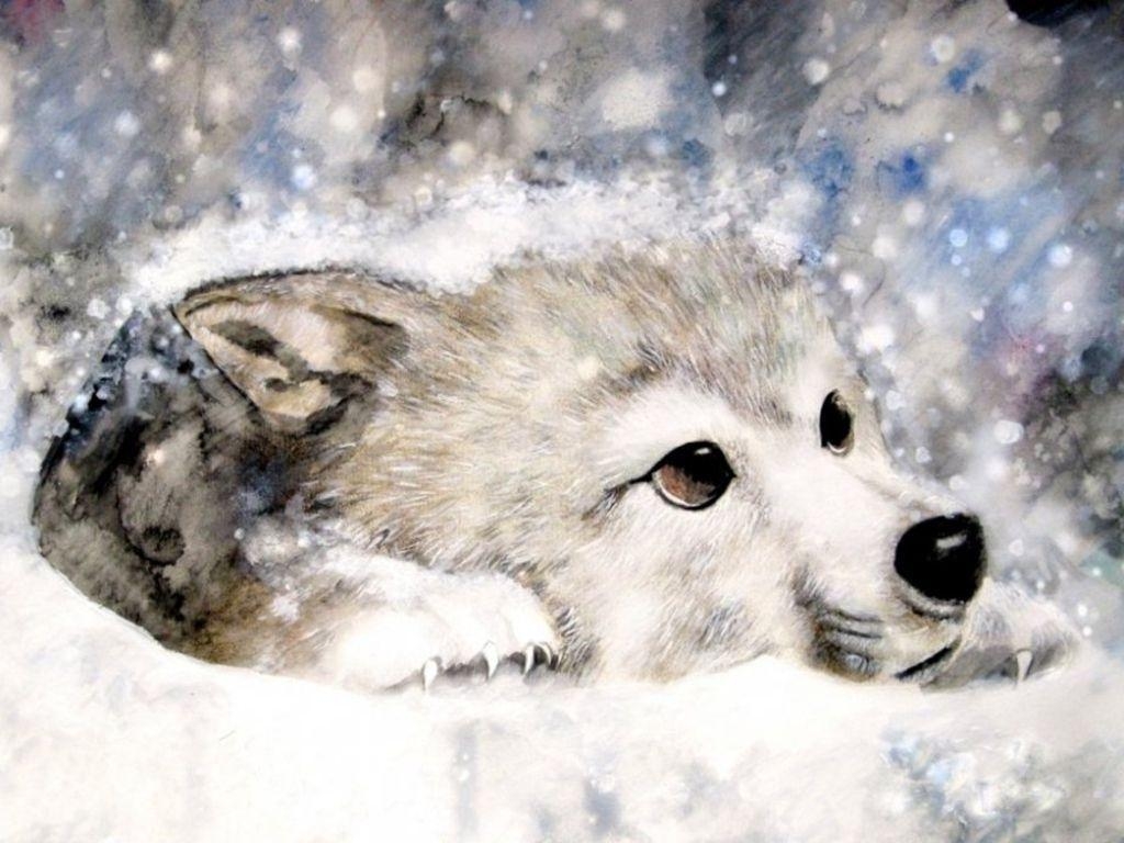 1030x770 Fanpop clubs for everything. What are you a fan of?. Baby wolves, Snow wolf, White wolf dog, Desktop