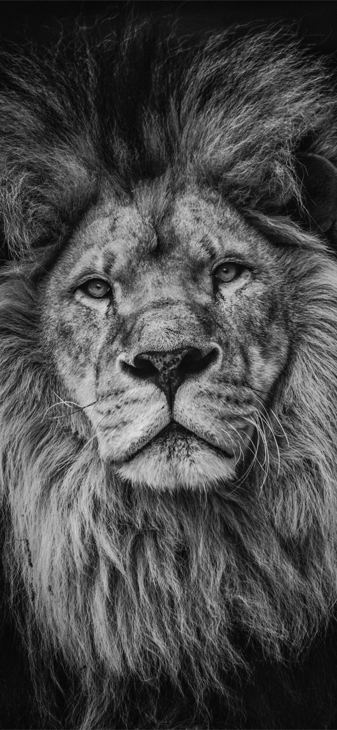 1290x2780 Lion Lock Screen iPhone Wallpaper Free Download, Phone