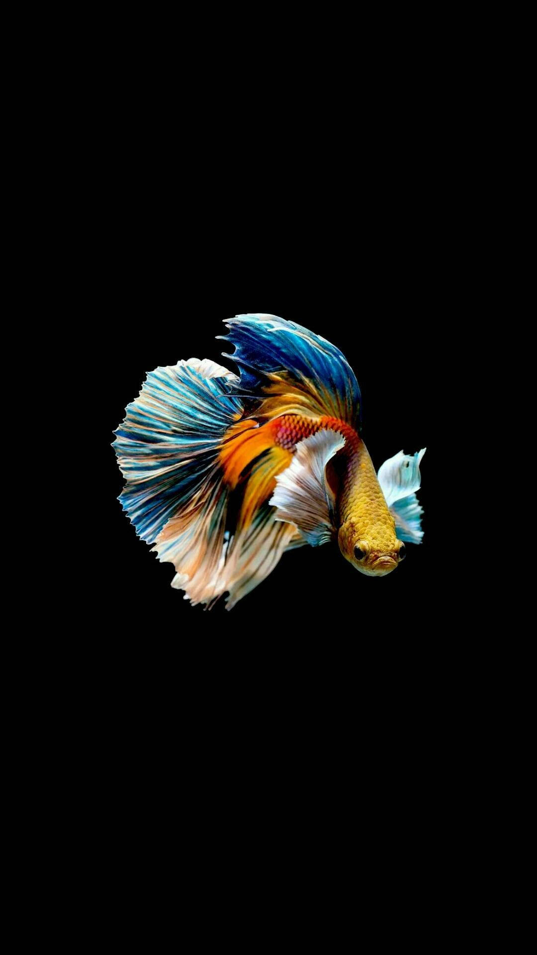 1080x1920 Fish iPhone Wallpaper, Phone