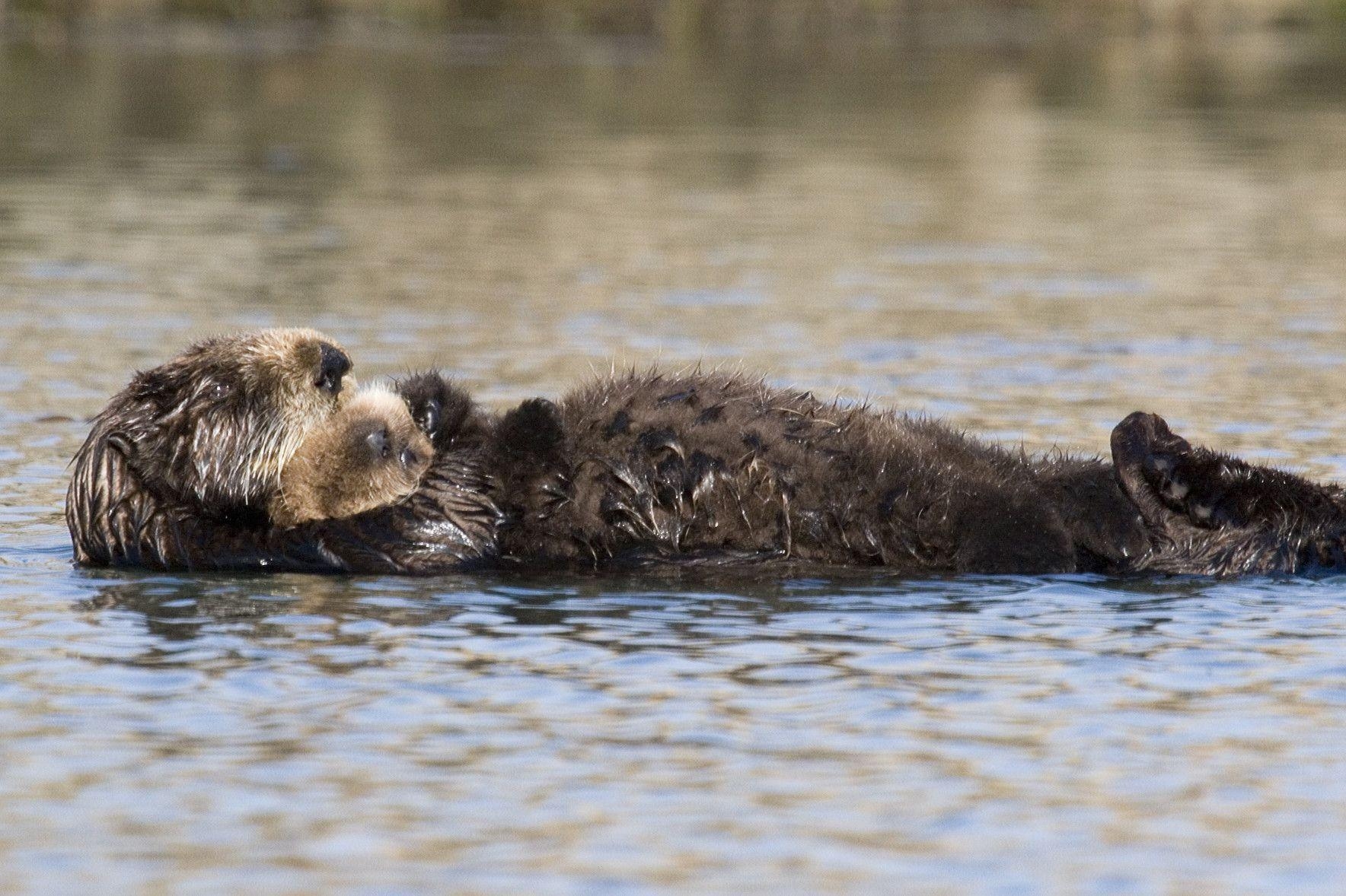 1770x1180 Sea Otter Wallpaper, Desktop