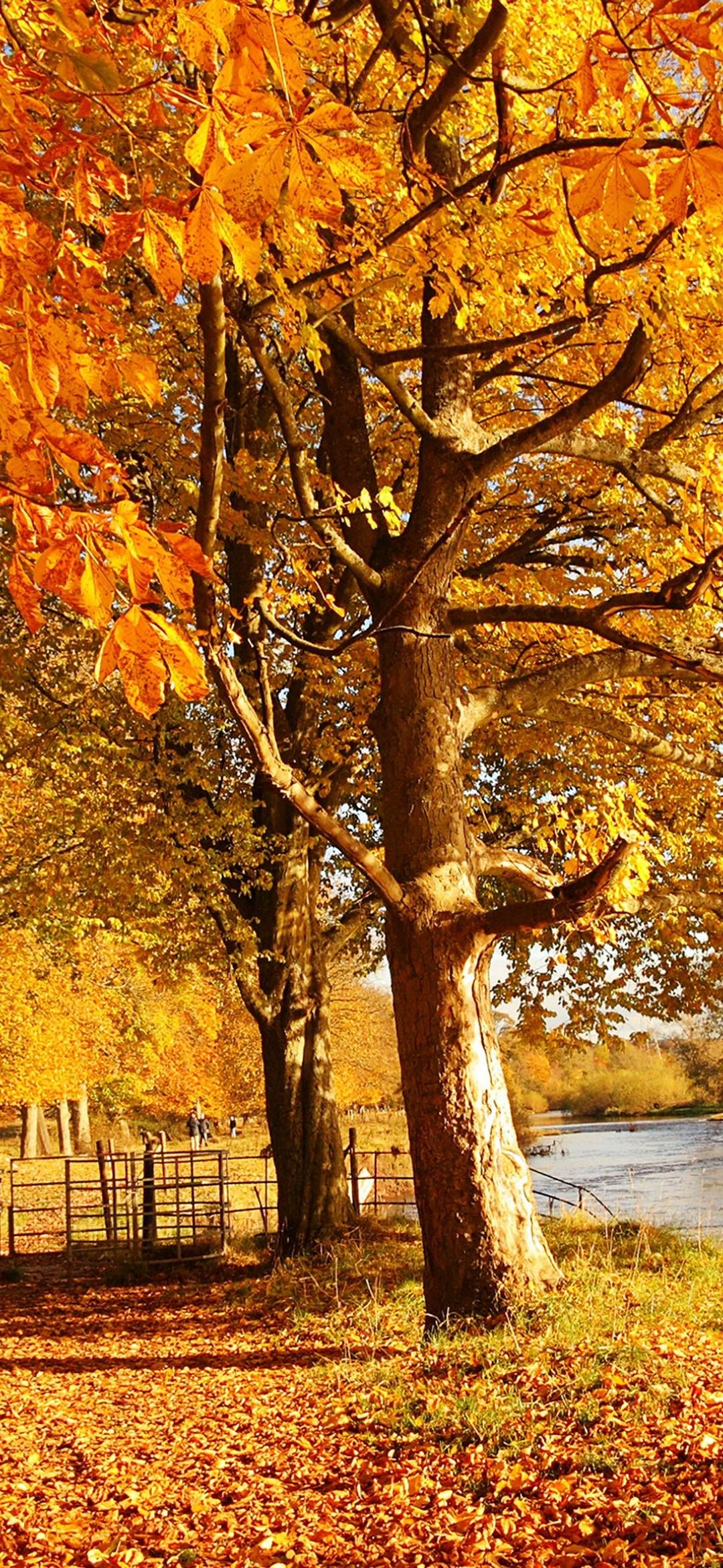 1080x2340 Huawei Honor 8X Wallpaper. Autumn scenery, Autumn scenes, Scenery, Phone