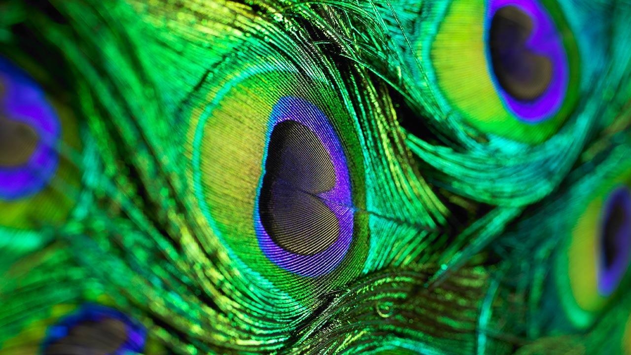 1280x720 Free Peacock Feather, Download Free Clip Art, Free Clip Art, Desktop