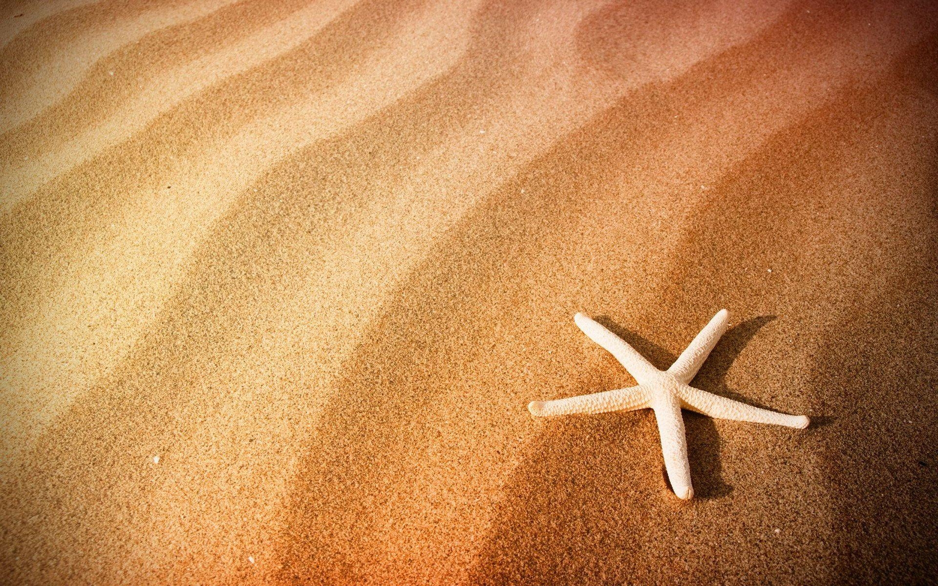 1920x1200 Pix For > Pretty Starfish Background, Desktop