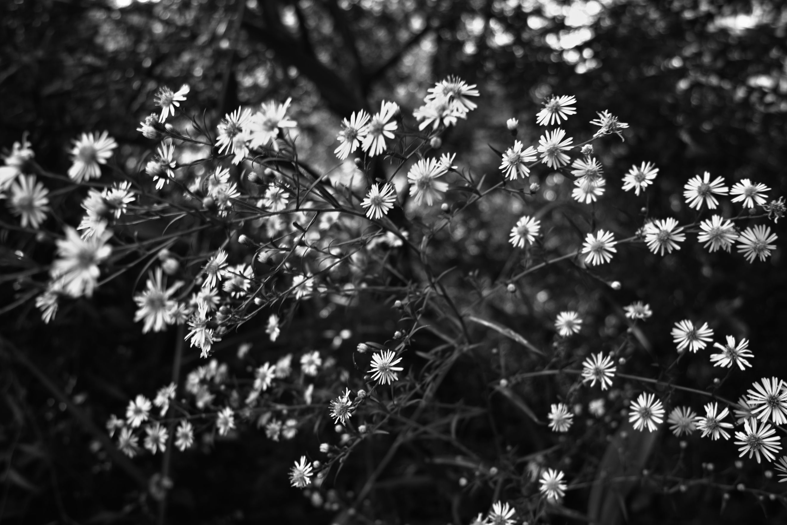 2640x1760 Black And White Flowers Background for Free, Desktop