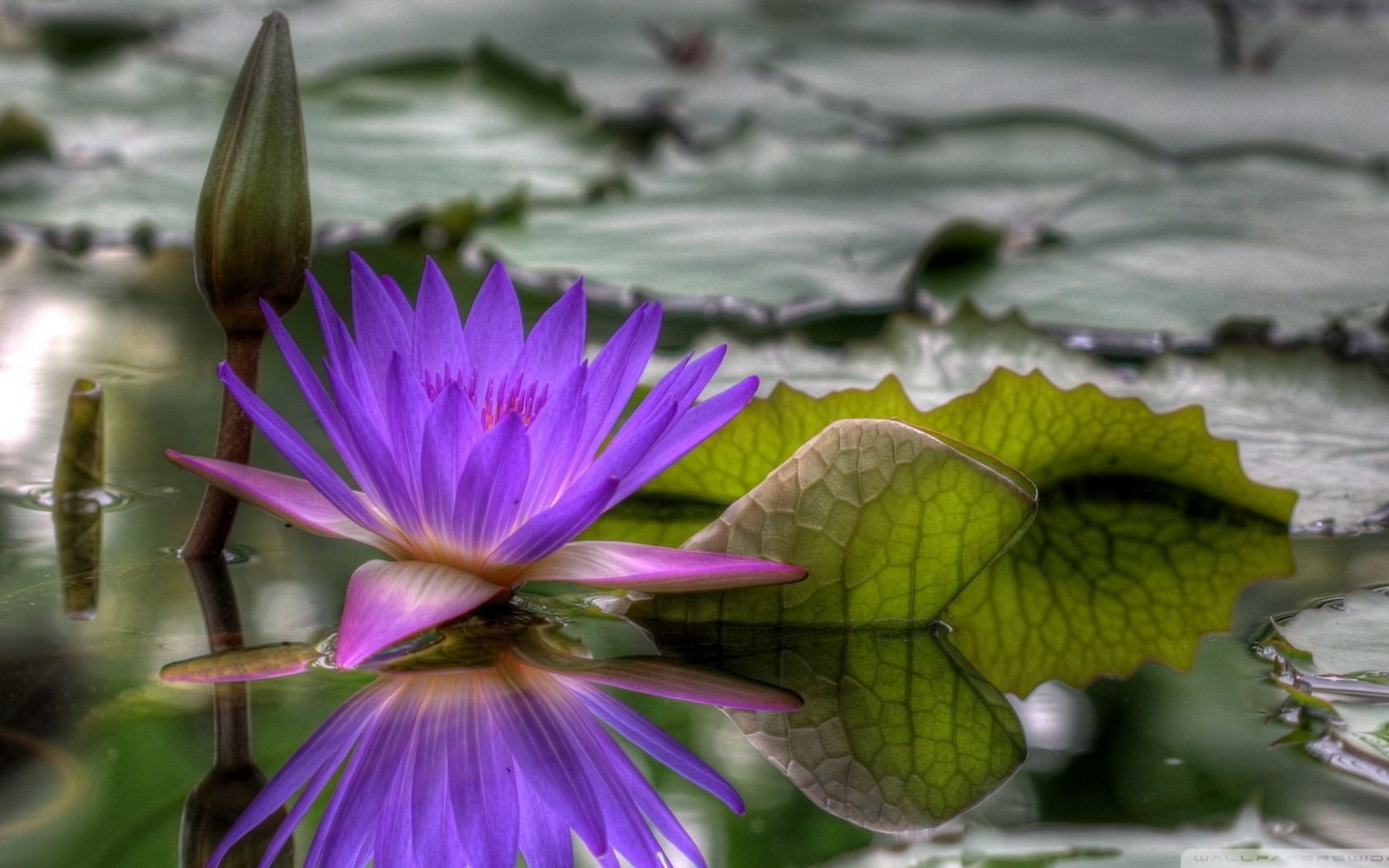 1680x1050 Free download Purple Water Lily wallpaper [1920x1080], Desktop