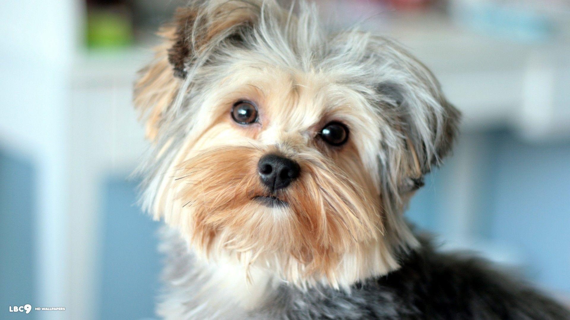 1920x1080 Yorkshire Terrier Wallpaper 06. hdwallpaper, Desktop