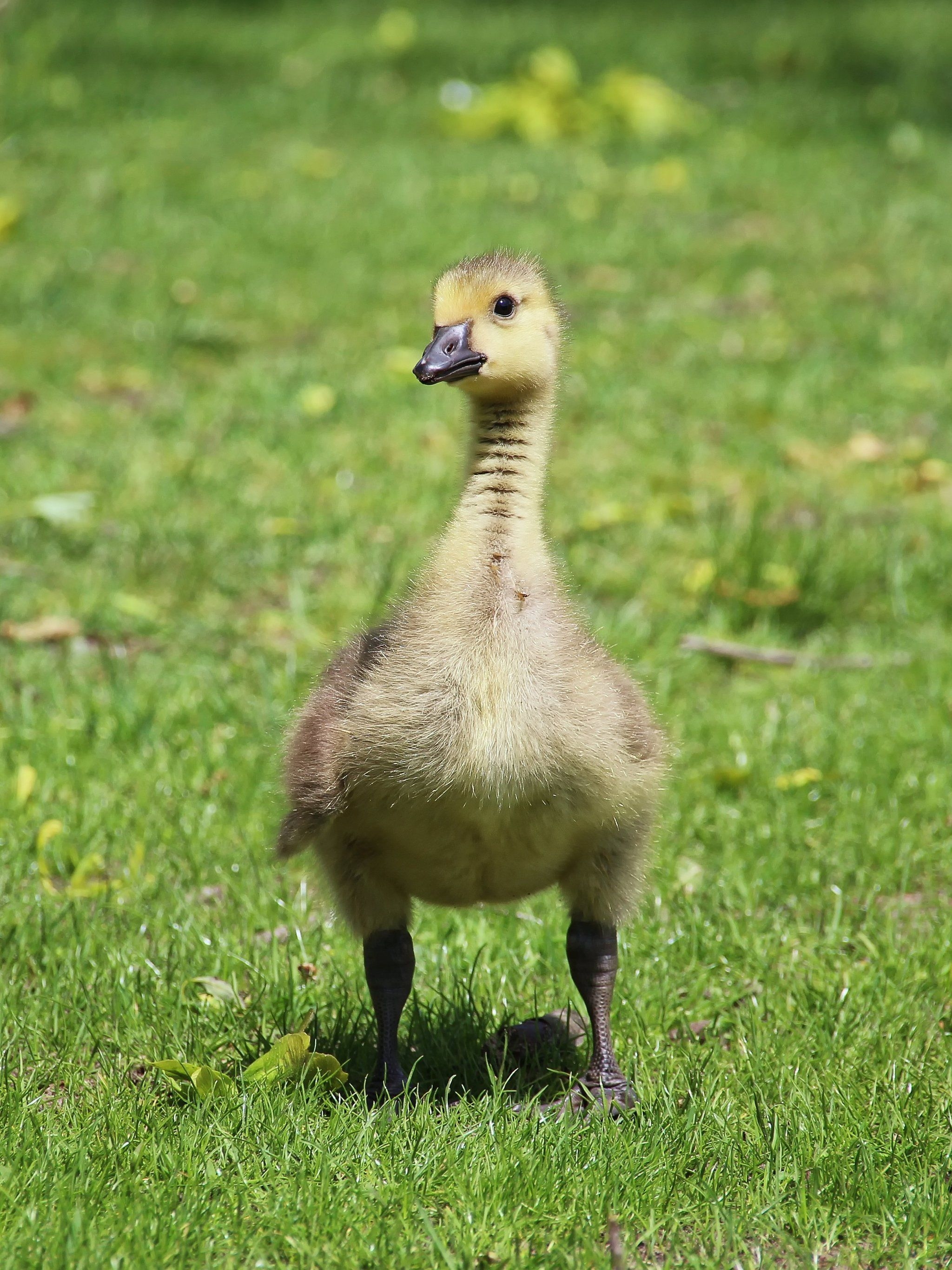 2050x2740 Cute Duckling Wallpaper, Android & Desktop Background, Phone