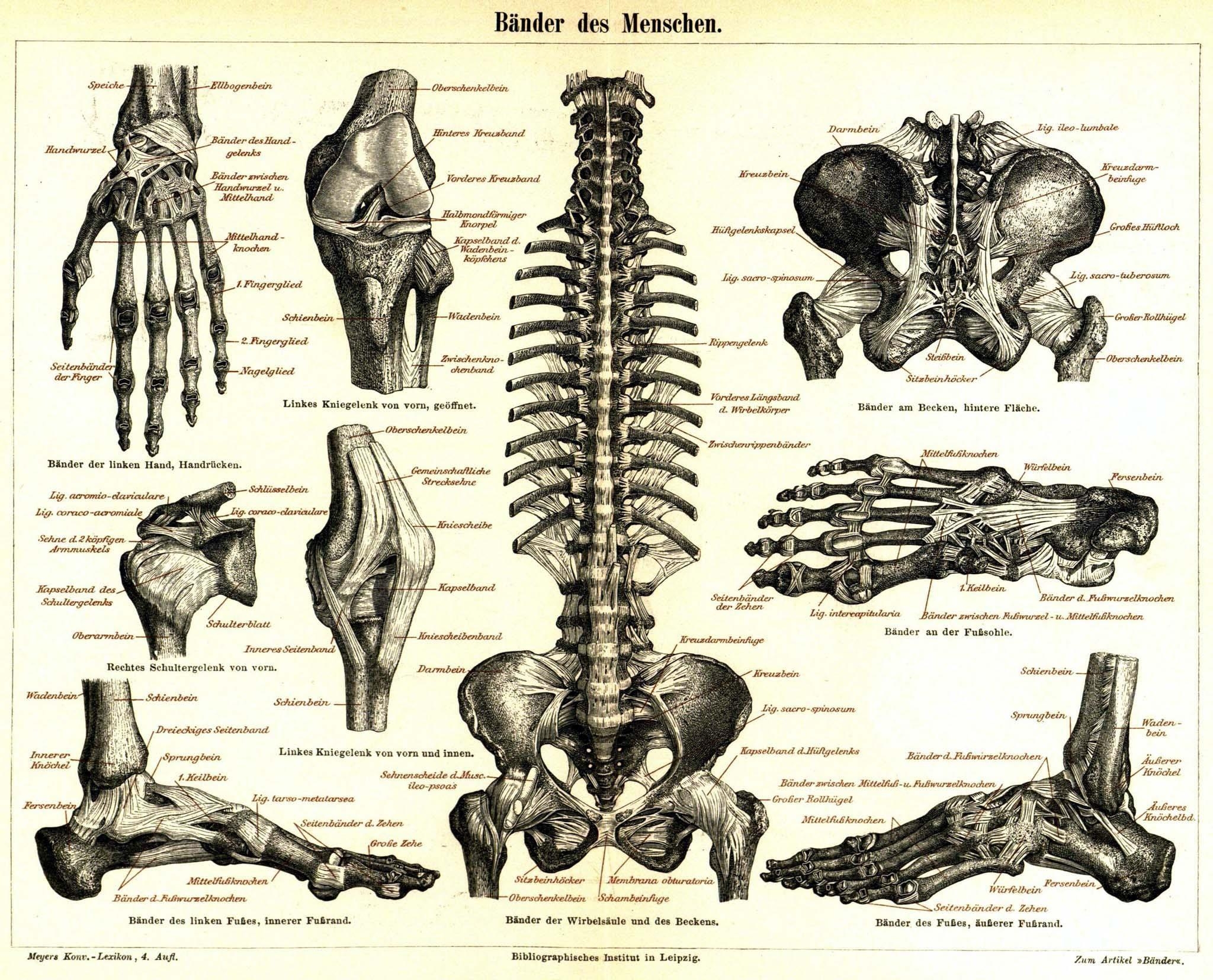 2050x1660 Download Medicine Anatomy Wallpaper, Desktop