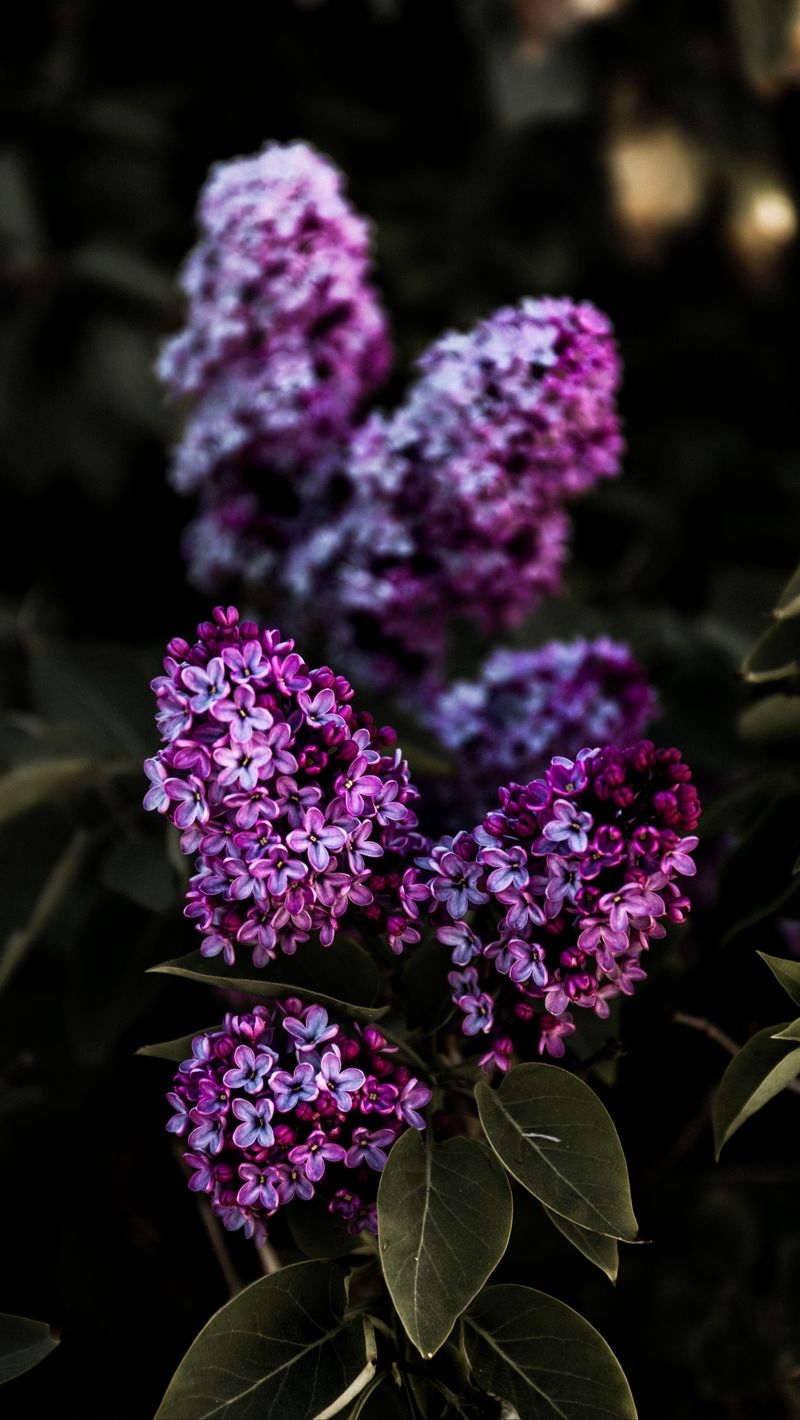 800x1420 Download Wallpaper  Lilac, Flowers, Flowering, Bush, Leaves Iphone Se 5s 5c 5 For Parallax HD Background, Phone