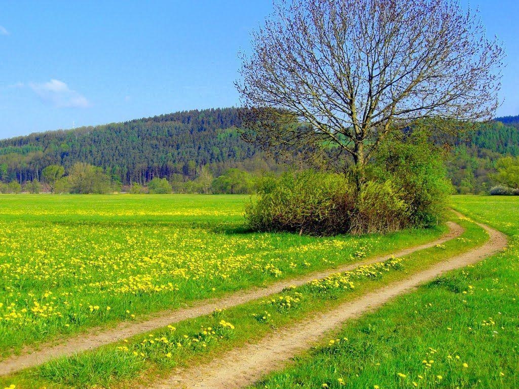 1030x770 Spring Meadow Wallpaper, Desktop
