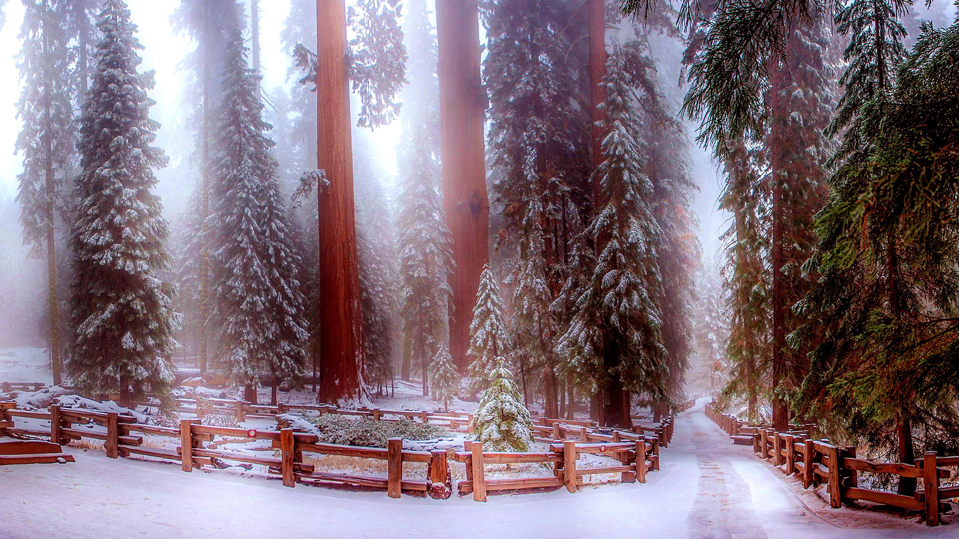 3840x2160 Sequoia National Park In Winter Wallpaper. Wallpaper Studio 10, Desktop