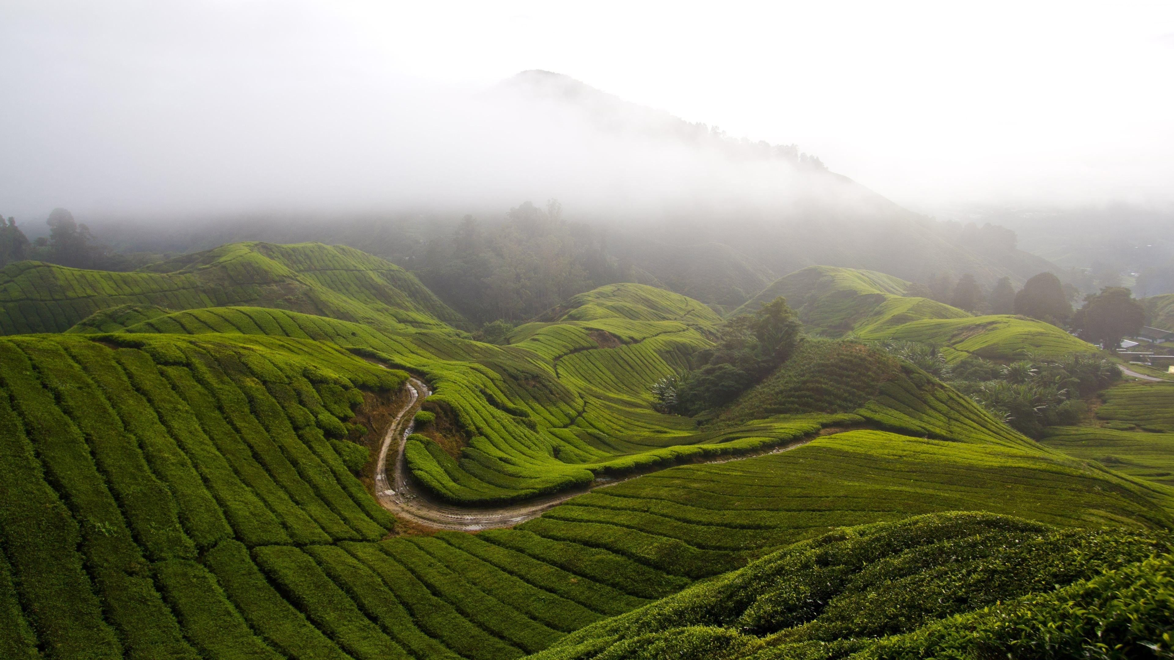 3840x2160 Wallpaper Cameron Highlands, 5k, 4k wallpaper, Malaysia, meadows, Desktop
