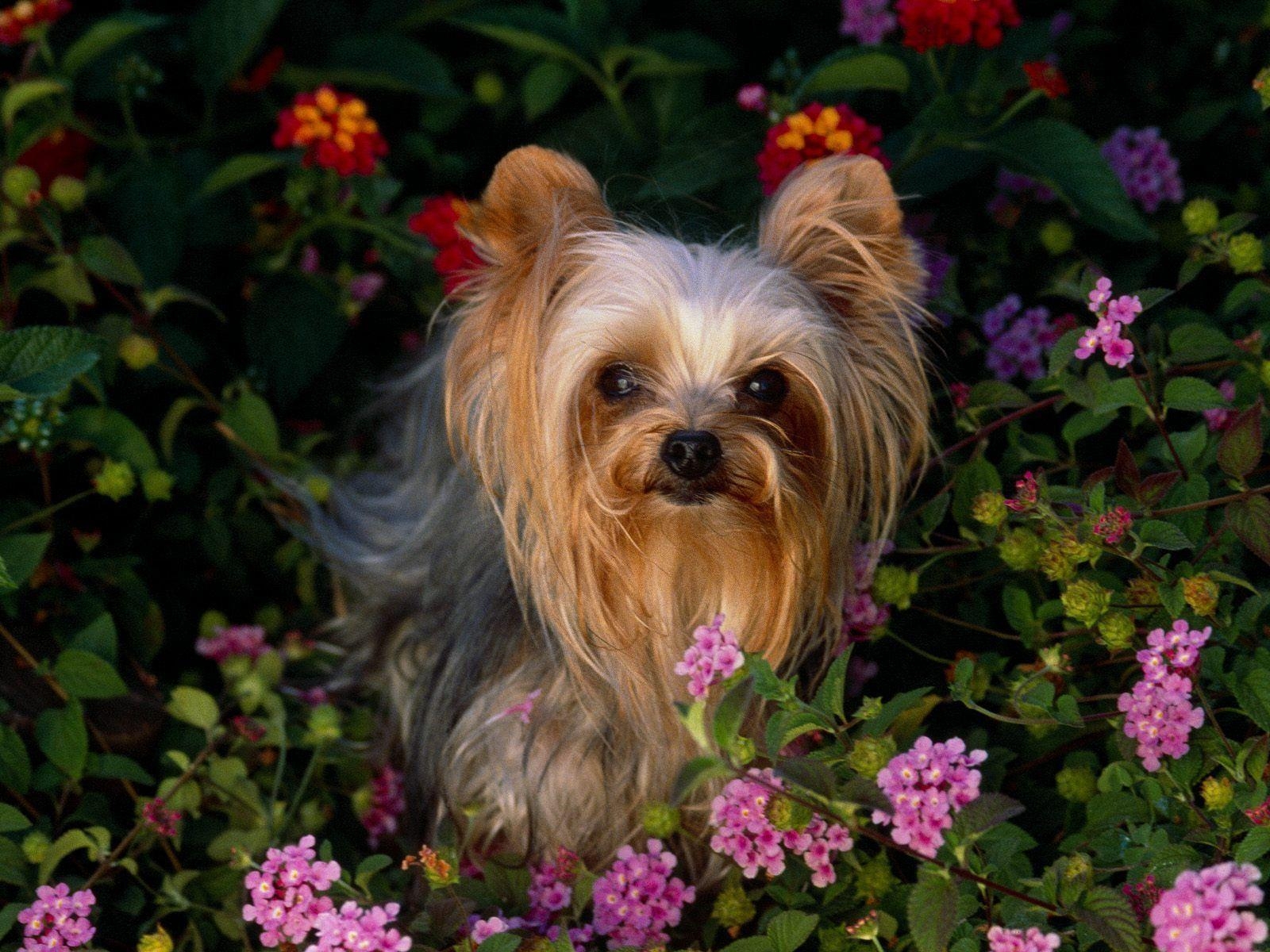 1600x1200 The beautiful Yorkie Terriers Wallpaper 13725156, Desktop